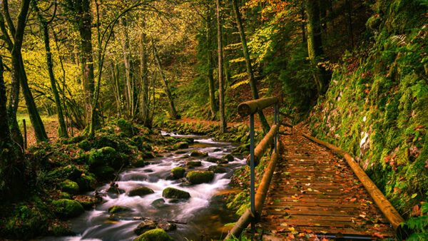 Wallpaper Forest, Wood, Algae, Stream, Water, Trees, Autumn, Bridge, Covered, Rocks, River, Stones