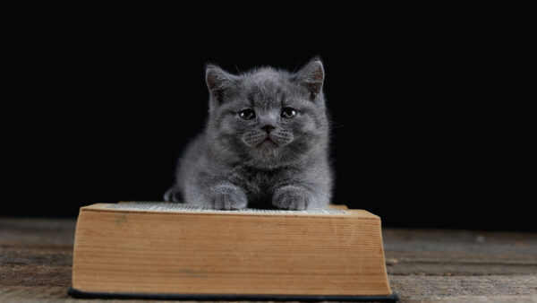 Wallpaper Cat, Book, Background, Dark, Chubby, Grey, Black