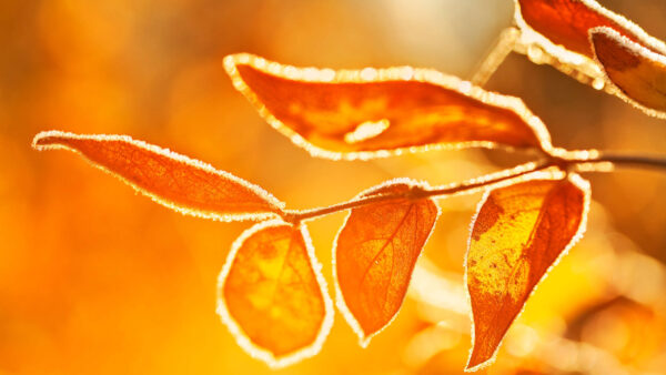 Wallpaper Leaves, View, Yellow, Nature, Closeup, Stick