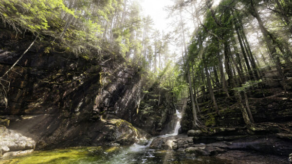 Wallpaper Forest, Stream, Trees, Rocks, Background, Sunlights, Daytime, Waterfall, Green, During, Nature