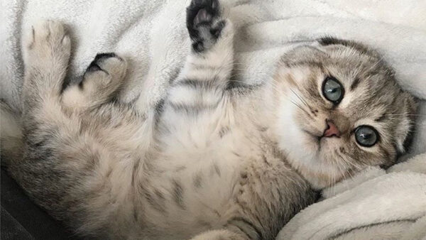 Wallpaper Down, Eyes, Fur, Cloth, White, Kitten, Lying, Cat, Grey, Black