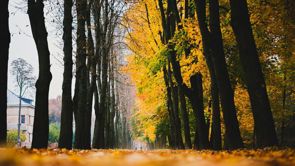 Wallpaper Road, Yellow, Dry, Green, Autumn, Trees, Leaves