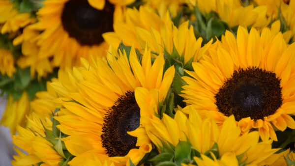 Wallpaper Blur, Yellow, Flowers, Mobile, Sunflowers, Background, Desktop, Petals, View, Closeup