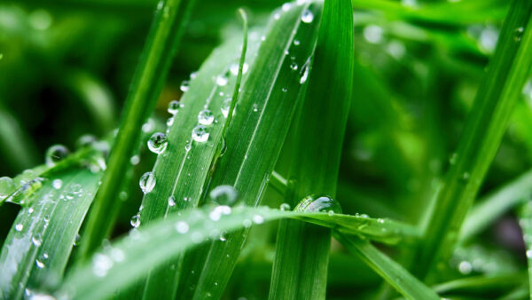 Wallpaper Plant, Mobile, Water, Desktop, Drops, View, Closeup, Green, With, Blur, Leaves, Background, Photography