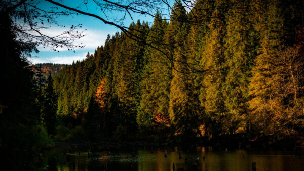 Wallpaper Yellow, Under, Fall, Autumn, Blue, Green, River, Leaves, Reflection, Orange, Trees, Sky