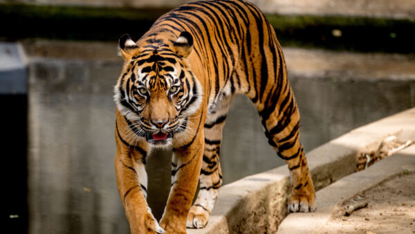 Wallpaper Closeup, Tiger, Blur, Standing, Background, View