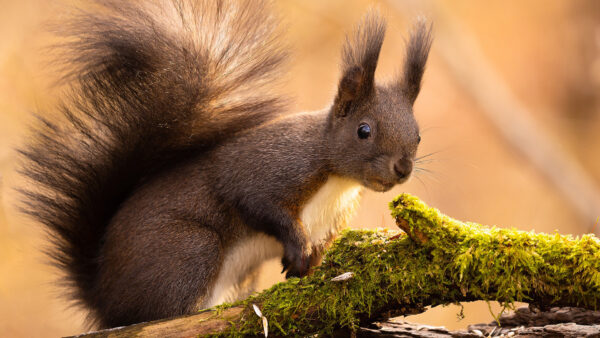 Wallpaper Background, Standing, Squirrel, Fur, Tail, Blur