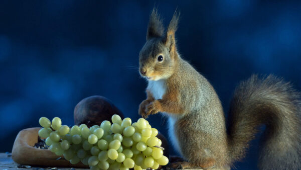 Wallpaper Blue, Background, Eating, Grapes, Tail, Squirrel, Standing, Fur, Blur, Green