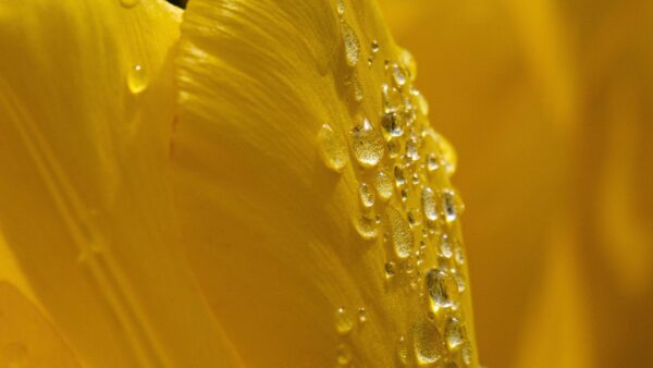 Wallpaper Drops, Water, Closeup, Photography, Petals, View, Desktop, Macro, Flower, Mobile, Yellow