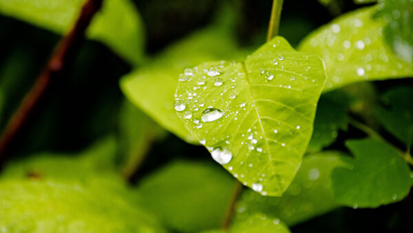 Wallpaper Drops, Green, Leaves, Dark, Background, With, Photography, Water