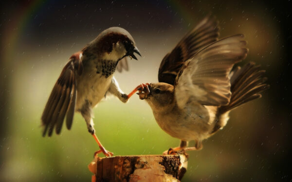 Wallpaper Passerines