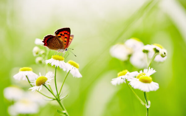 Wallpaper Butterfly, Over, White, Daisies