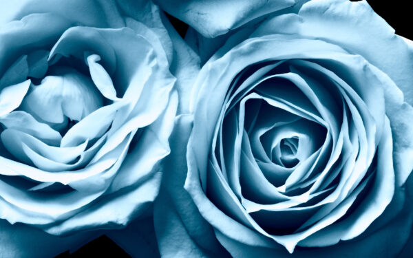 Wallpaper Widescreen, Blue, Roses