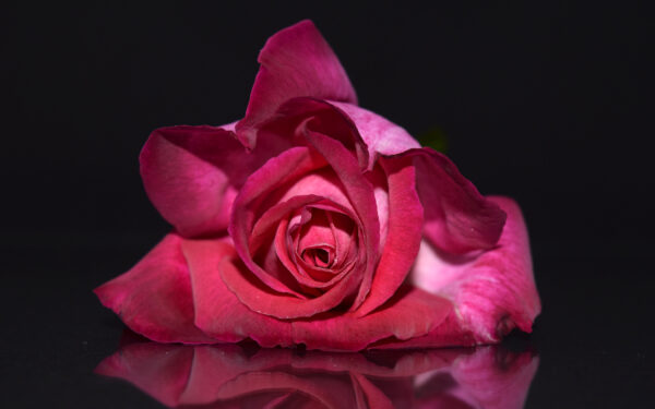 Wallpaper Rose, Pink