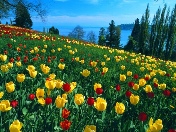 Wallpaper Field, Germany, Tulips
