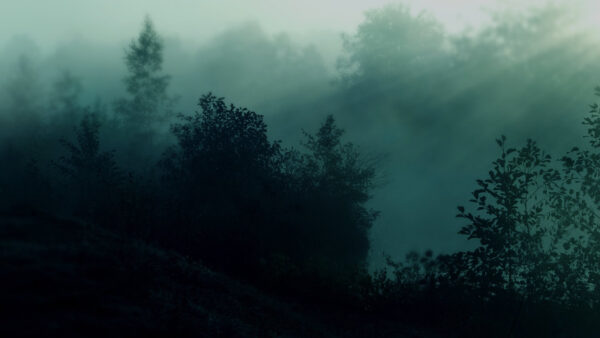 Wallpaper Nighttime, Aesthetic, Forest, Dark, Desktop, During