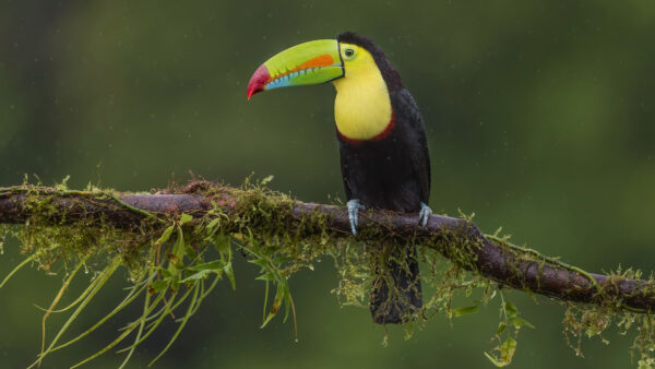 Wallpaper Sitting, Tree, Branch, With, Yellow, Toucan, Brown, Background, Animals, Mobile, Blur, Desktop