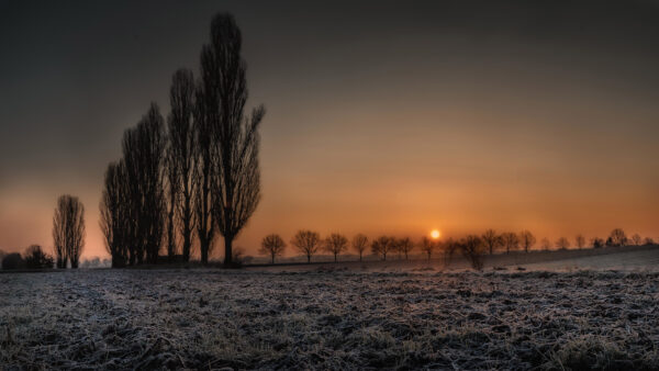 Wallpaper Time, Landscape, Sunset, Dry, Desktop, During, Silhoette, Nature, Mobile, Field, Trees