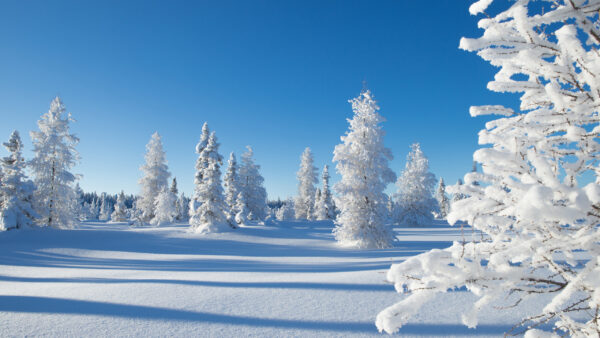 Wallpaper Daytime, Covered, Trees, Desktop, With, Shadow, Field, The, Nature, Snow, During