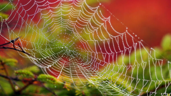 Wallpaper Phone, Spider, Closeup, Pc, Desktop, Mobile, Images, 4k, Background, Dew, Water, Cool, White