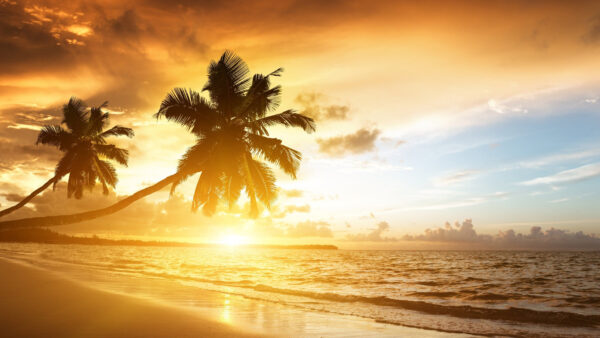 Wallpaper Slanting, Coconut, Desktop, With, Sunrise, Beach, Beautiful, Mobile, Trees, View