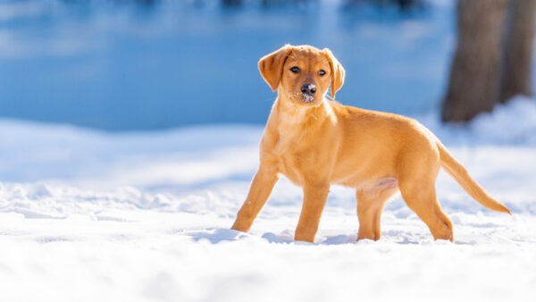 Wallpaper Animal, Snow, Dog, Puppy, Pet, Standing, Retriever, Baby, Labrador