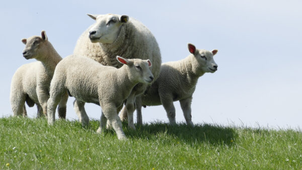 Wallpaper Animals, Animal, Desktop, Sheep