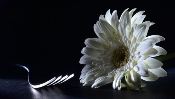 Wallpaper Background, Black, Chrysanthemum, Fork, With, White, Flowers, Flower, Floor