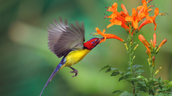 Wallpaper Desktop, Yellow, Birds, From, Bird, Flower, Hovering, And, Daytime, Red, Background, During, Blur