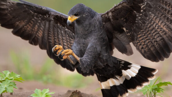 Wallpaper Desktop, Black, Birds, Hawk