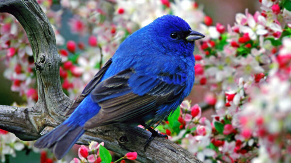 Wallpaper Tree, Blue, Flowers, Black, Branch, Colorful, Sitting, Bird, Birds, Background, Chubby