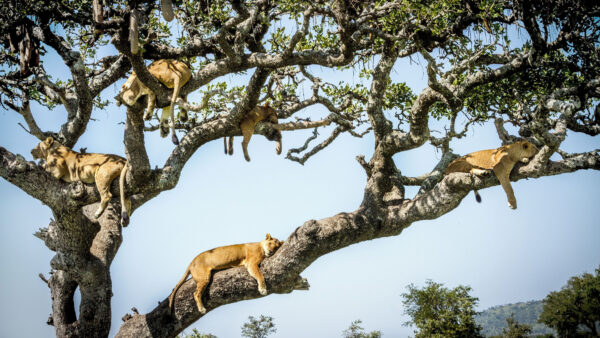 Wallpaper Sitting, Mobile, Are, Desktop, Lion, Lions, Tree