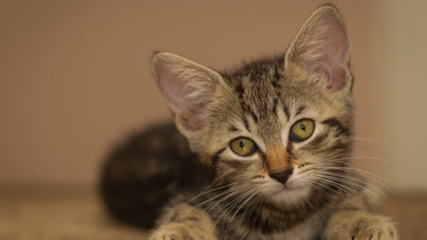 Wallpaper Eyes, Blur, Background, Desktop, Kitten, Green, With