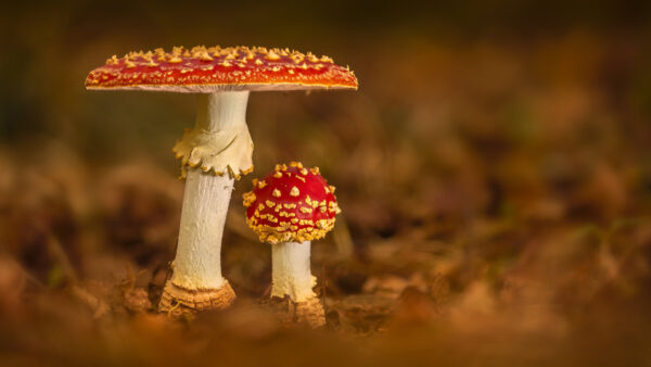 Wallpaper Red, Fall, Nature, Desktop, Mushroom