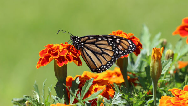 Wallpaper Green, Butterfly, Background, Desktop, Mobile, Black, Designed, Flowers, Brown, Red