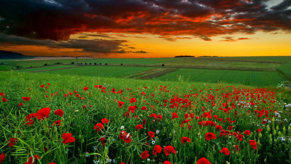 Wallpaper Under, Nature, Cloudy, Beautiful, Sky, View, Black, Scenery, Yellow