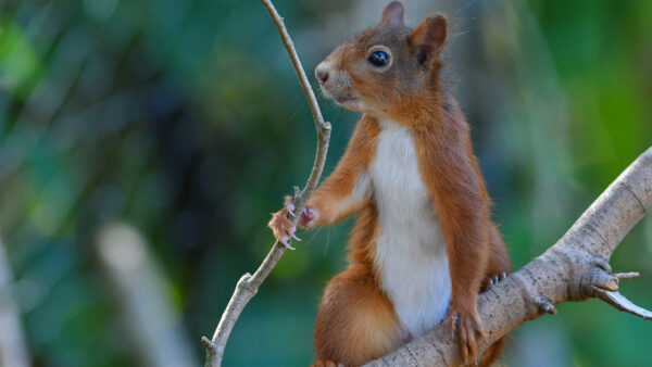 Wallpaper Blur, Background, Standing, Tree, Green, Branch, Desktop, Rodent, Squirrel, Brown, White