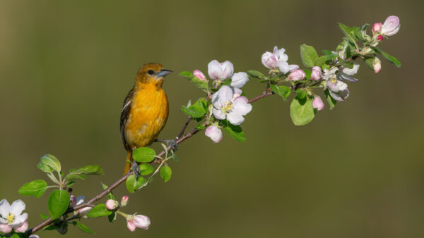 Wallpaper Birds, Yellow, Background, Flowers, Desktop, Black, Mobile, Blur, Green, White, Standing, Bird, Plant