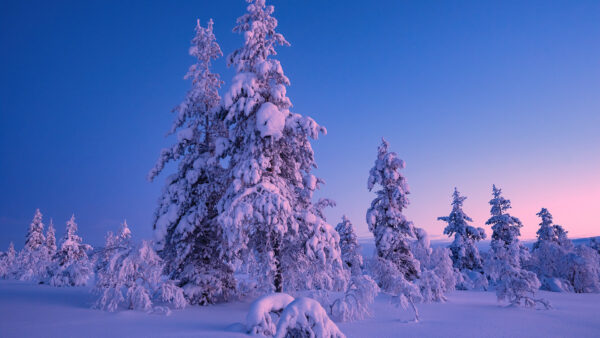 Wallpaper Winter, Trees, Sky, With, Snow, Background, Covered, Blue