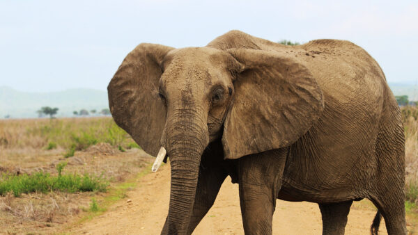 Wallpaper Road, African, Africa, Elephant, Sand, Standing
