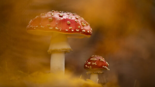 Wallpaper Nature, Red, Ground, Background, Mushroom, Desktop, Blur