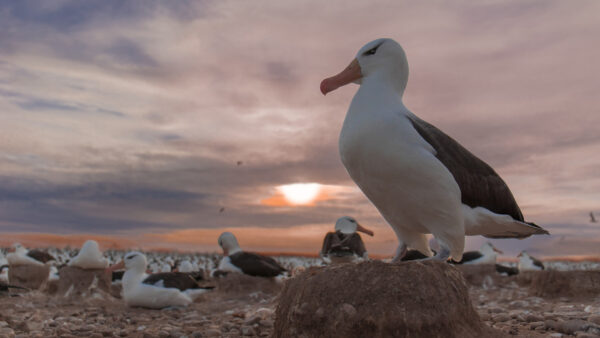 Wallpaper With, Background, Sky, Albatross, Birds, Desktop, Sunset, And, Cloudy