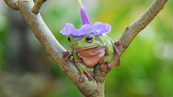 Wallpaper Flower, Purple, With, Frog, Amphibian