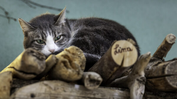 Wallpaper Lying, Bench, Wooden, Down, Kitten, Cat, Black, Desktop