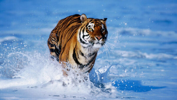 Wallpaper Walking, Blue, Tiger, Waves, Beach, Background