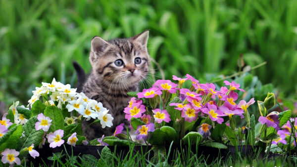 Wallpaper Kitten, Flowers, Sitting, Brown, Black, Green, Purple, Yellow, White, Near, Cat, Grass, Background