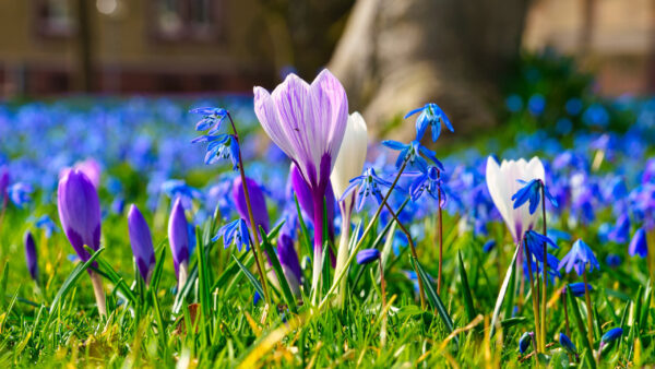 Wallpaper Spring, Green, Blur, Flowers, Grass, Background, Purple, Crocus