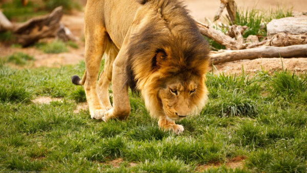 Wallpaper Green, Brown, Lion, Walking, Fur, Grass