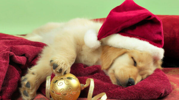 Wallpaper Towel, Sleeping, Santa, Background, Wearing, Animals, Desktop, Red, Green, Brown, Cap, Cute, Blur, Puppy