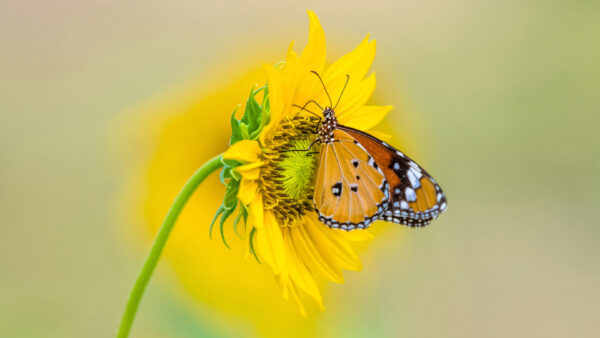 Wallpaper Butterfly, Background, Brown, Black, Lines, Light, Dots, Green, Desktop, Sunflower